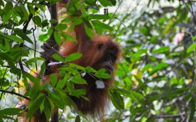 5 Days Sumatra Jungle Trekking