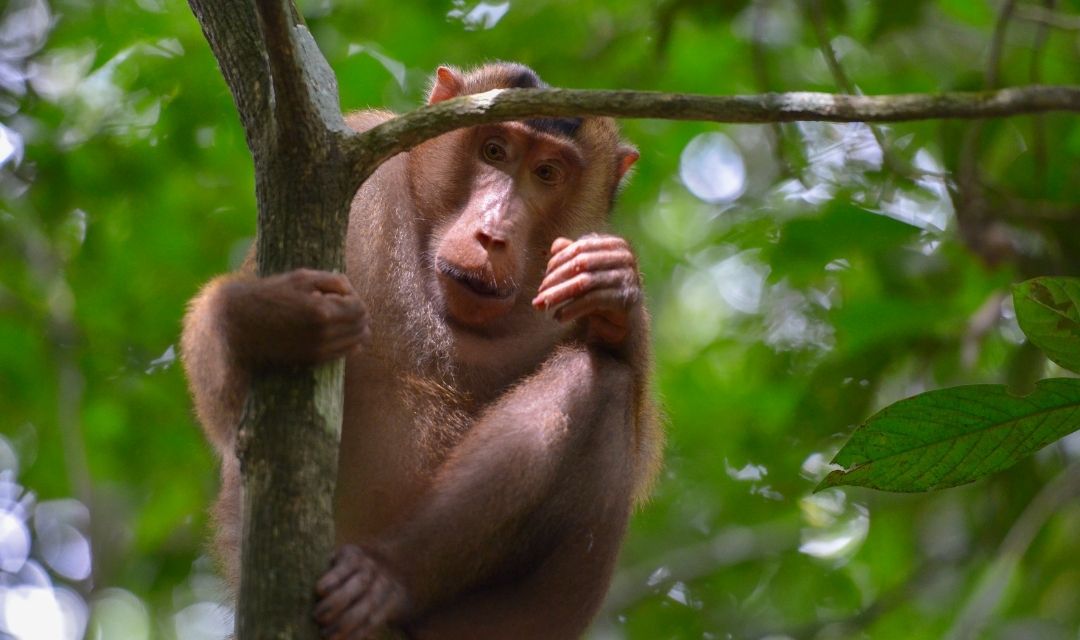6 Days Sumatra Jungle Trekking