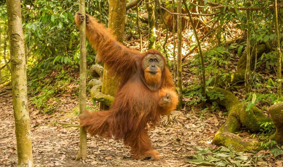 7 Days Sumatra Jungle Trekking
